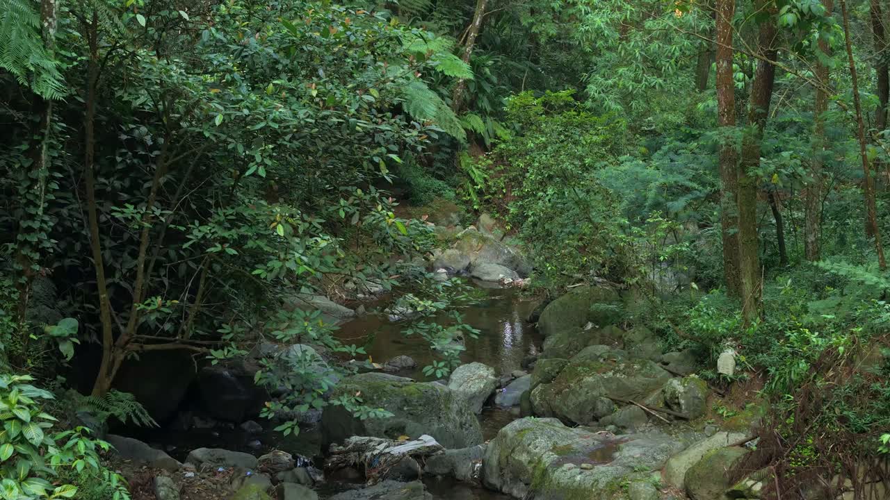 Beautiful drone shot gliding over rainforest riverbed with thick vegetation and untouched jungle scenery