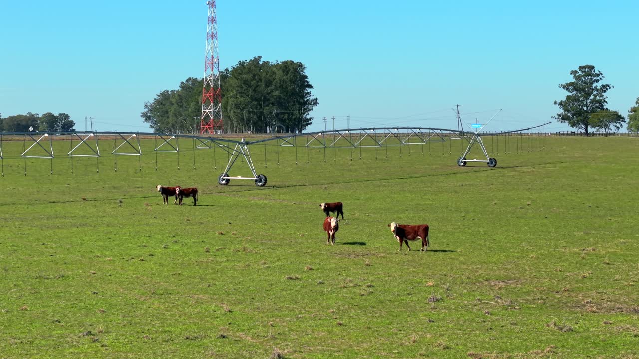 Cows grazing under a center pivot irrigation system near trees and red communication tower on the field