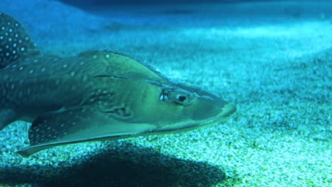 guitarfish swimming calmly in a clear blue aquarium