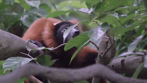 紅色毛茸茸的<unk>子在動物園的樹葉上躲著吠叫