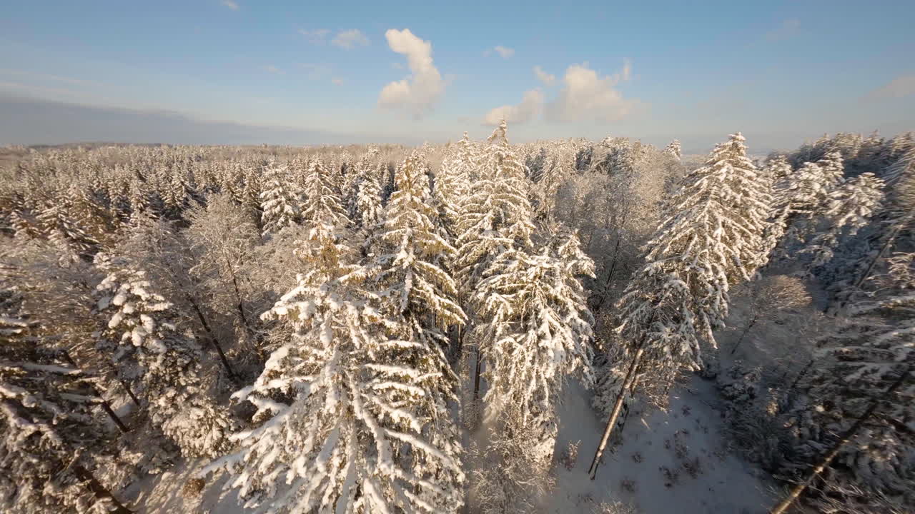 bosque denso con abetos cubiertos de nieve durante la soleada puesta de sol de invierno, bosques de jorat en el cantón de vaud, suiza