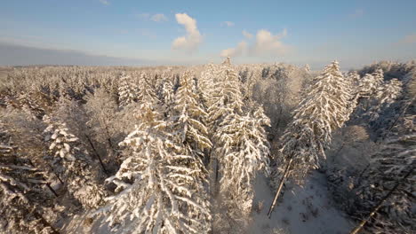 Dense-Woodland-With-Snow-Covered-Spruce-Trees-During-Sunny-Winter-Sunset,-Jorat-Woods-In-Canton-Of-Vaud,-Switzerland