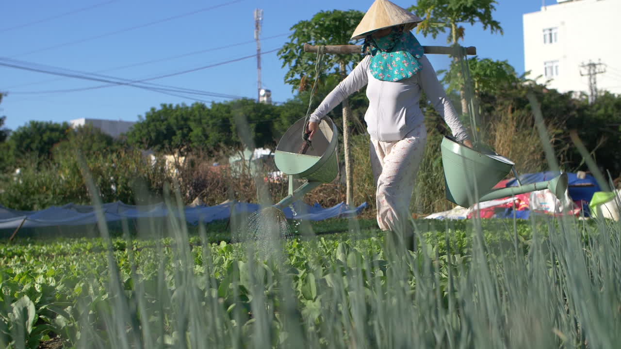 Woman Farmer Watering Crops and Vegetables with Buckets Slung on Shoulders - Organic Urban Farming