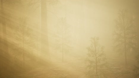 Herbstwald-Und-Bäume-Im-Morgennebel