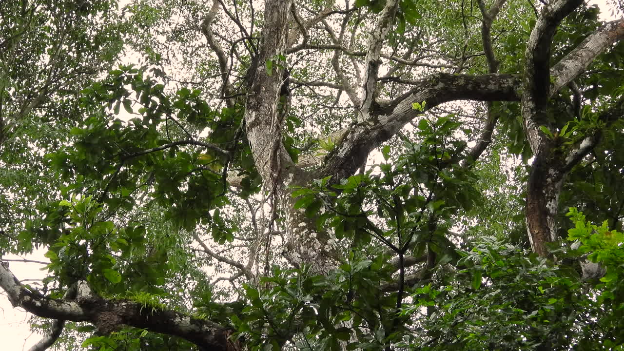 joven mono capuchino de cara blanca panameño sobrecarga en el árbol mono del bosque de panamá