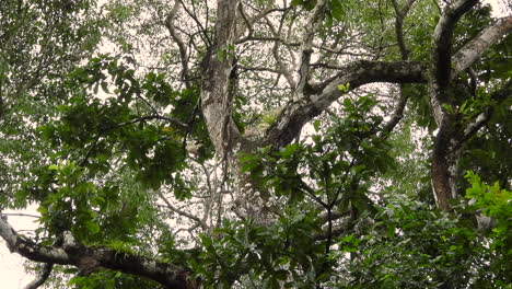 Young-Panamanian-White-Faced-Capuchin-Monkey-Overhead-In-Tree-Panama-Forest-Monkey