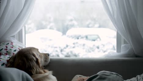 golden retriever enjoying the beautiful white snowy landscape through window during winter