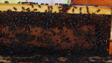 beekeeper removing a wooden frame from beehive