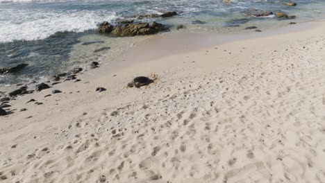 green sea turtle basking in the sun for rest and thermoregulation