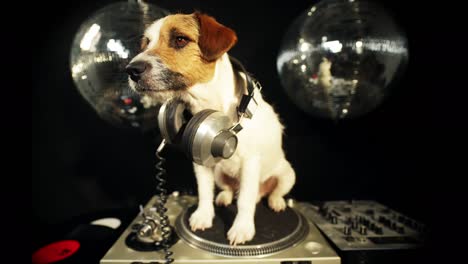 Perro-DJ-4K-32