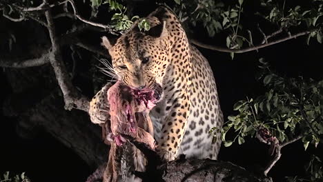 leopardo alimentándose en un árbol por la noche en la naturaleza