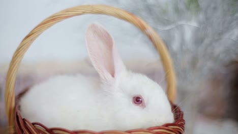 easter day and cute bunny in a basket. festive decor. happy easter!