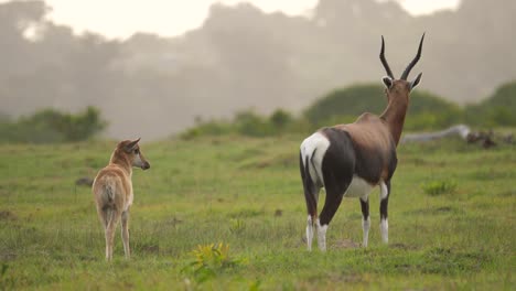 Bontebok-Mutter-Und-Kalb-Stehen-Auf-Den-Grasebenen-Südafrikas