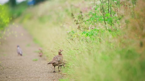 Parent-Common-Pheasant-walks-on-dirt-path-between-tall-grass,-telephoto-rearview,-Groenzoom-Netherlands-staring-out