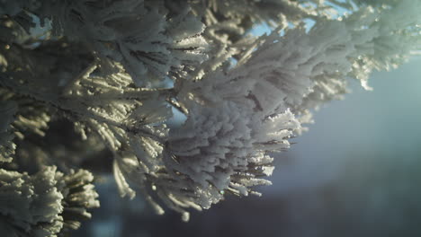 snowy hoarfrost covers frozen evergreen branch in winter, closeup rack focus