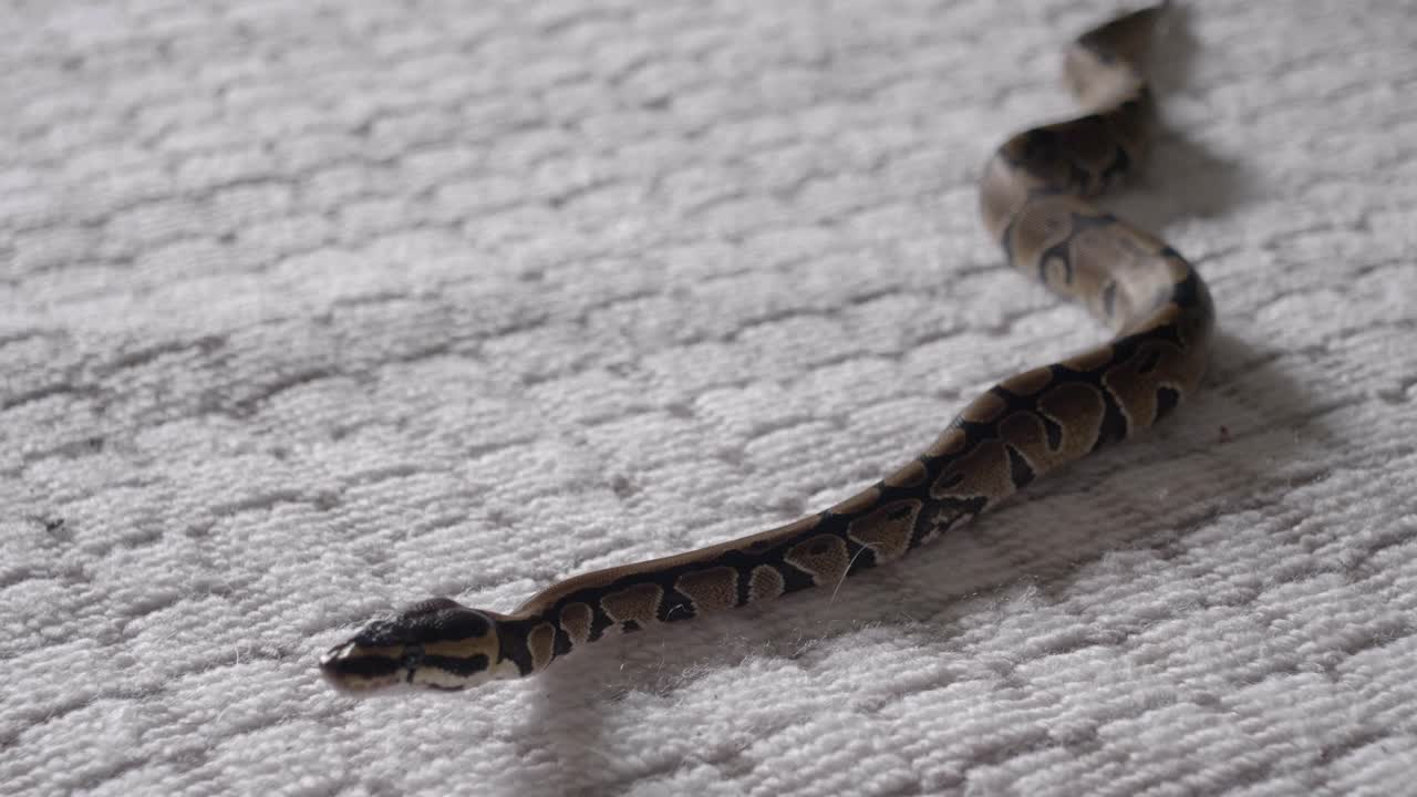 bebé phyton moviéndose alrededor de las manos