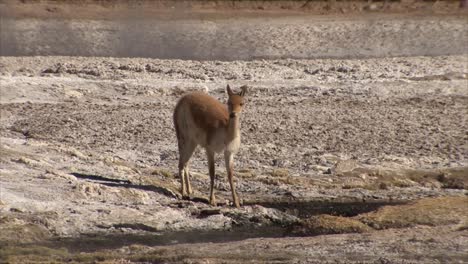 Vicuña,-llamas,-alpacas-drinking-water-in-Atacama-desert-Chile