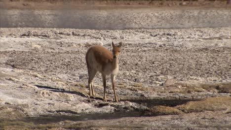 vicuña, llamas, alpacas bebiendo agua en el desierto de atacama chile