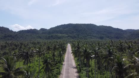 paved road through lush tropical wilderness of coconut palm forest, siargao