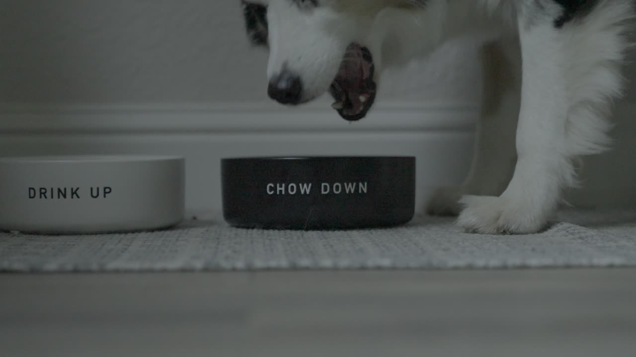 un perro entra a la vista para comer de