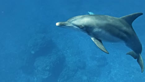 delfines nadando bajo el agua - primer plano