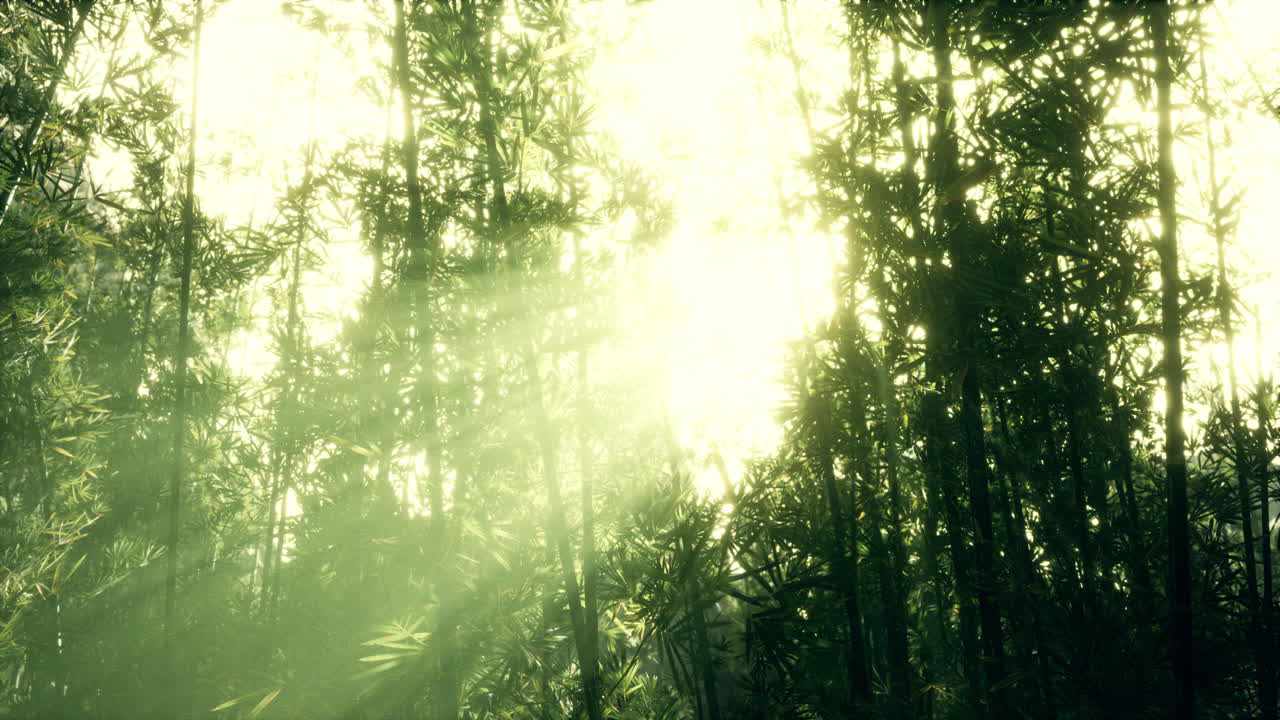 hojas de bambú verdes en una niebla ligera