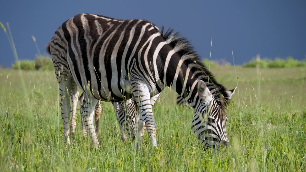 Majestic Female Zebra in Africa Wildlife Preserve - Full Shot