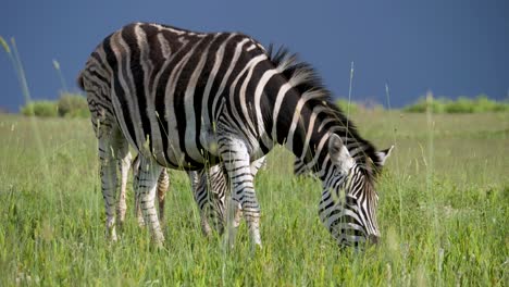 majestic female zebra in africa wildlife preserve - full shot