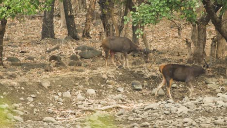 Zwei-Sambar-Hirschmännchen-Wandern-Im-Sommer-Durch-Den-Laubwald