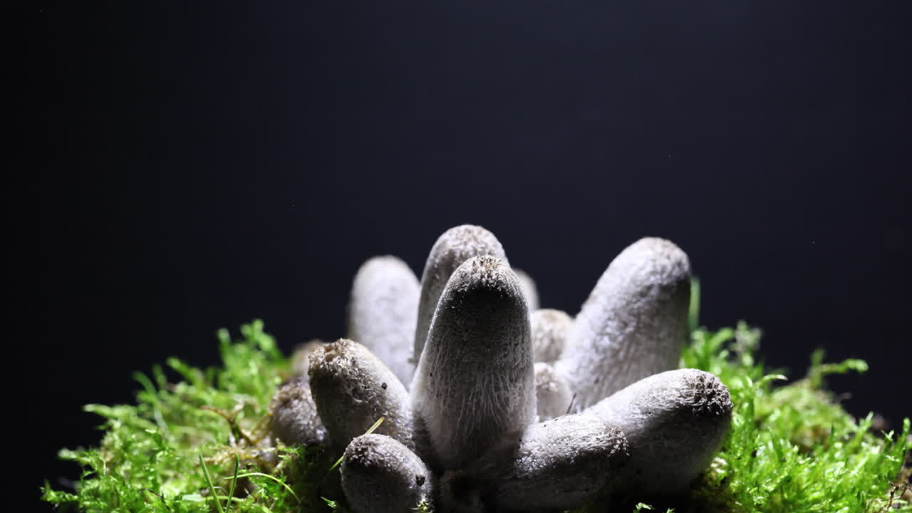 Amazing mushroom growth time lapse of a group of Corpinus ink cap mushrooms