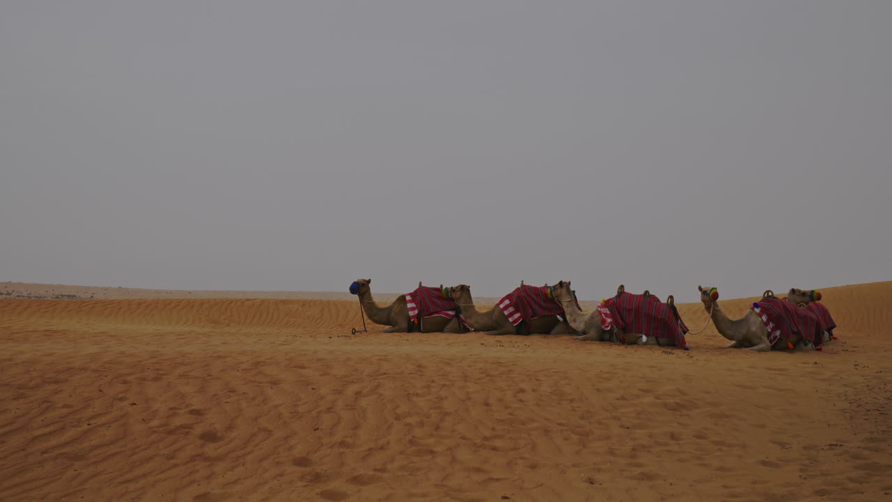 사막 2에 앉아있는 낙타