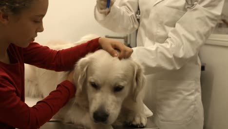 veterinario examinando al perro en su oficina con el joven dueño