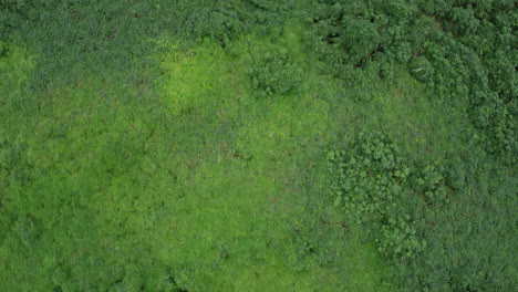 the drone perspective of the virgin forest in the no man's land