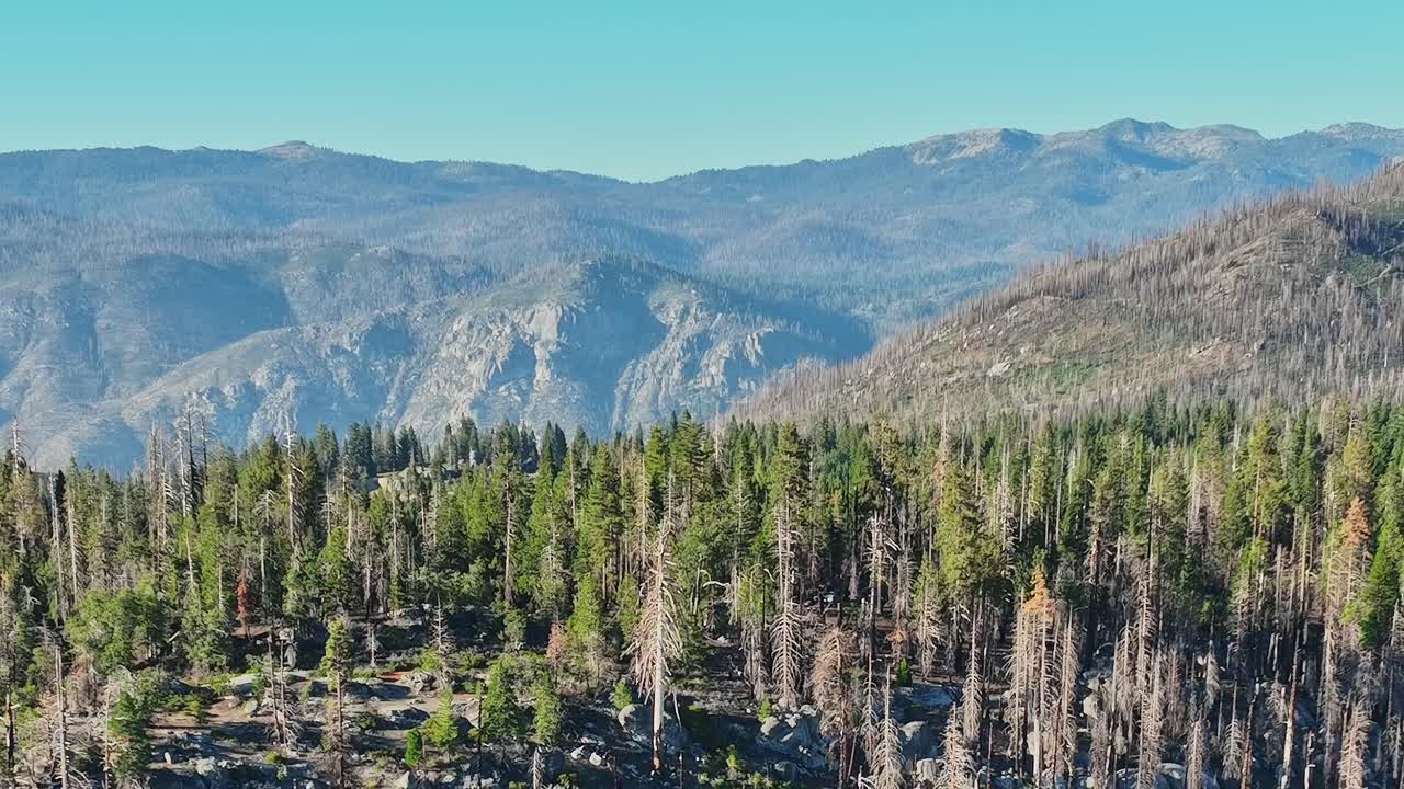 Le conseguenze di un incendio mostrano alberi bruciati e nuova crescita nel paesaggio statunitense
