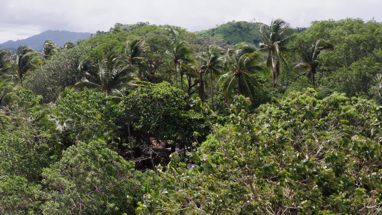 palmeras y otras especies de árboles que coronan el dosel