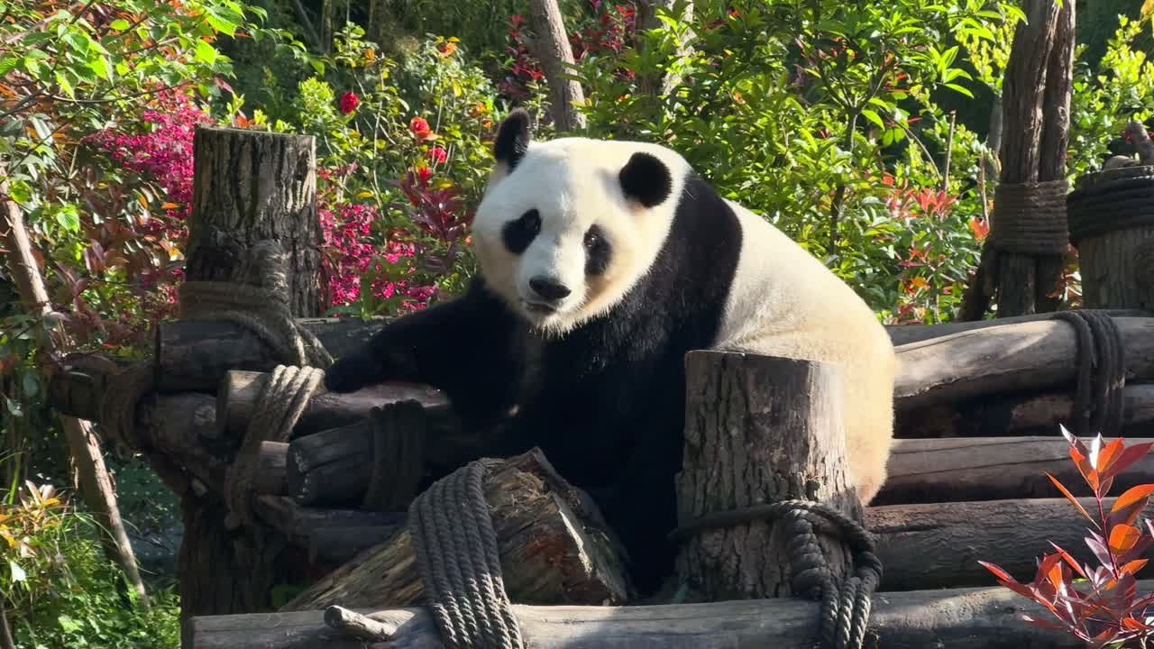 Panda Research Centre, Chengdu. Panda scratches, climbs down from platform and eats bamboo