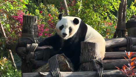 panda research centre, chengdu. panda scratches, climbs down from platform and eats bamboo