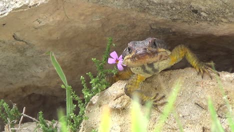 Lizard-front-facing-between-rocks---foliage