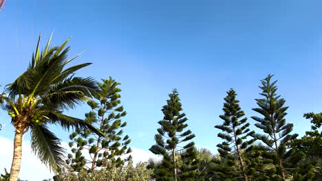 tropical landscape with palm and pine trees