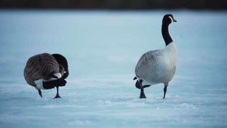 Skandinavische-Gans-Steht-In-Gefrorener-Landschaft.-Nahaufnahme