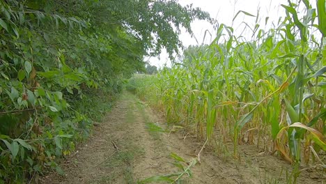 Rear-POV-driving-a-small-all-terrain-vehicle-on-a-grassy-path-between-a-corn-field-and-a-timber-stand