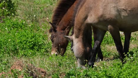 dos caballos marrones pastando juntos mientras la cámara enfoca sus cabezas mientras comen hierba en un pastizal en tailandia