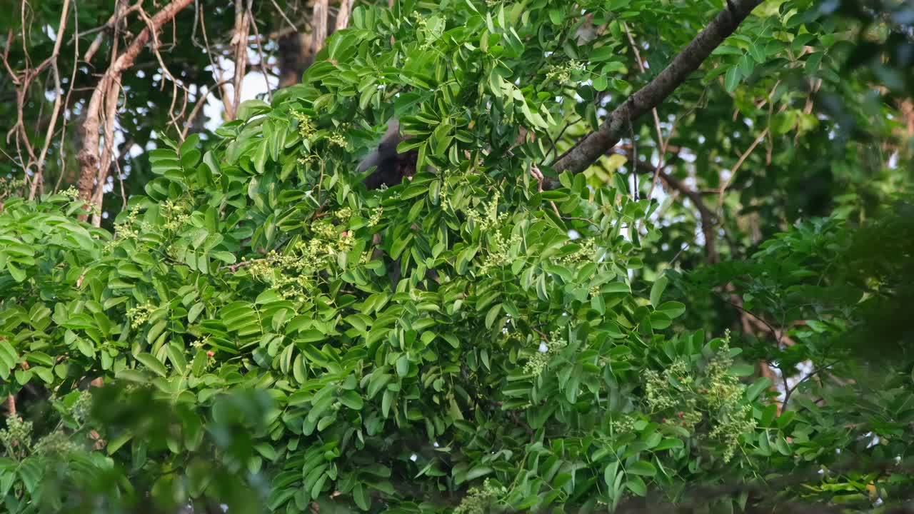 phayre's langur, trachypithecus phayrei, 태국