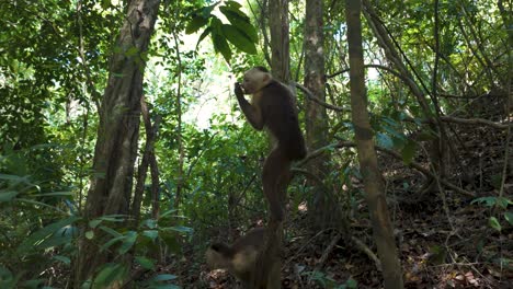 Neugierige-Kapuzineraffen-In-Tayrona:-Ein-Blick-Ins-Wilde-Kolumbien