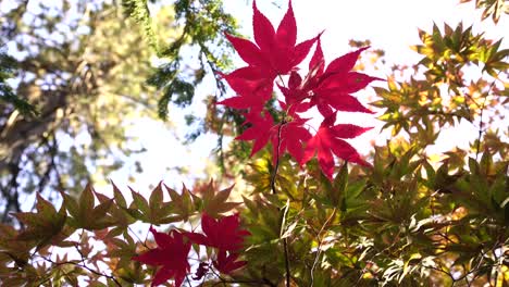 Herbstlaub,-Herbsthintergrund-In-4k