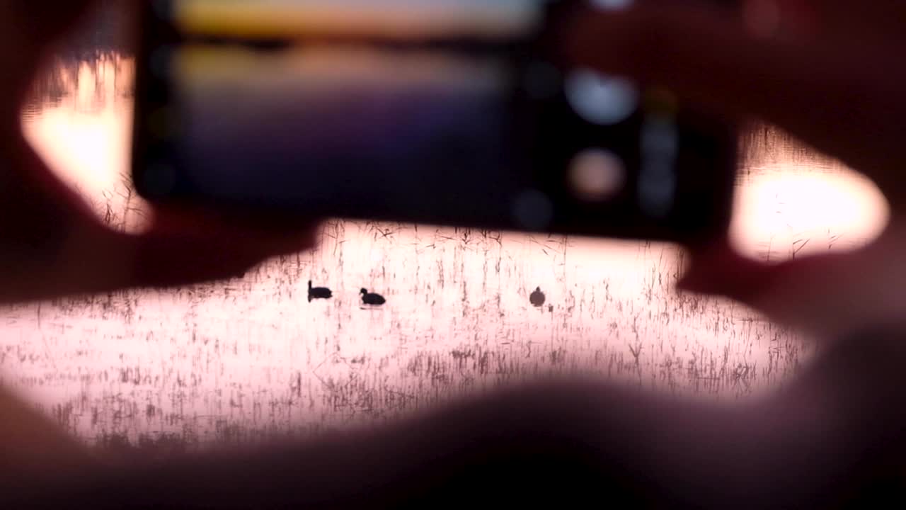 Birdwatcher taking photographs on mobile phone camera of moorhen, marsh hen, ducks, birds from a hide on lake at sunset in Somerset, England