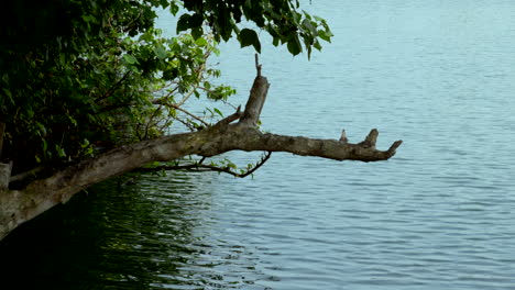 Playas-Tropicales-En-India-Kerala-Con-Cocoteros-Y-Lagos