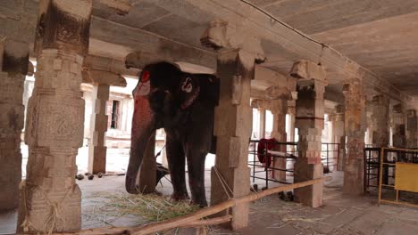 the elephant inside the virupaksha temple usually used in southern india for the procession of god idols