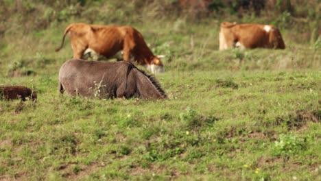 farm animals with donkeys and cows grazing in the grassland