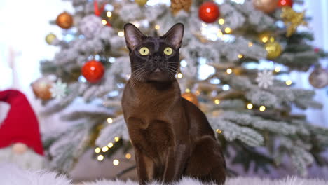 brown cat sitting by a christmas tree